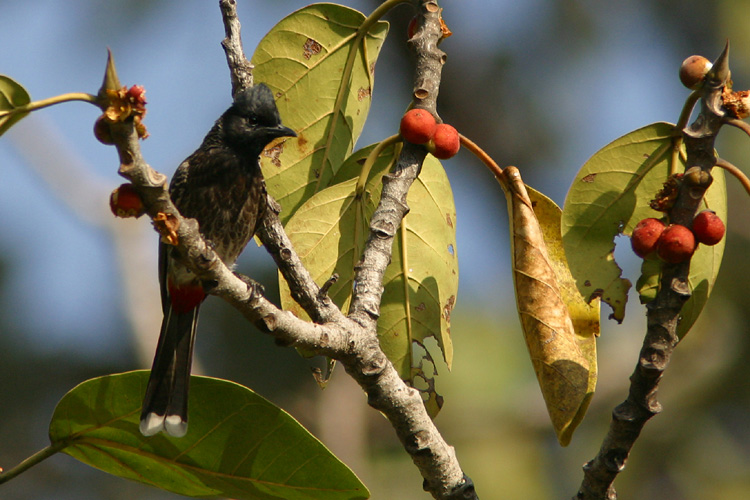 Red-vented Bulbul, <i>Pycnonotus cafer</i>, feasting on figs 