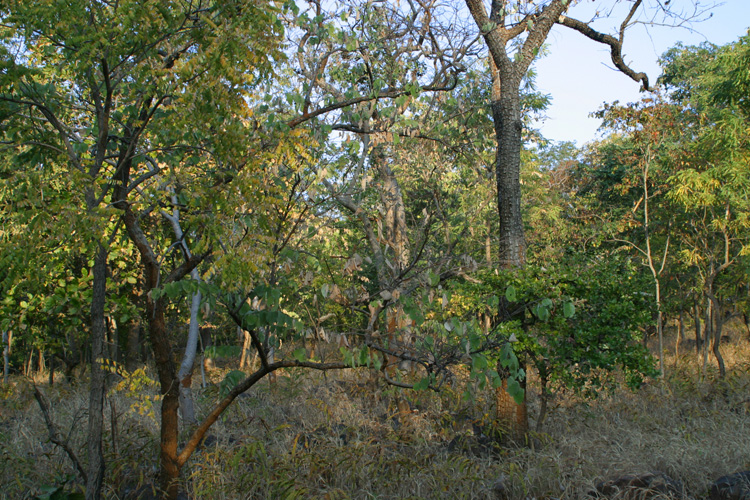 Deciduous woodlands of India, favoured habitat for Bulbuls 
