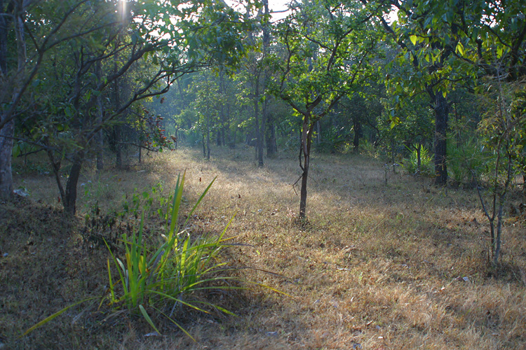 Woodlands near a quiet, rural village in India, recording location for track 2 