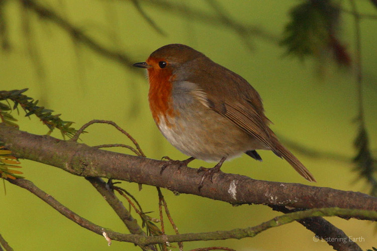A Robin, its soft song is heard throughout this recording