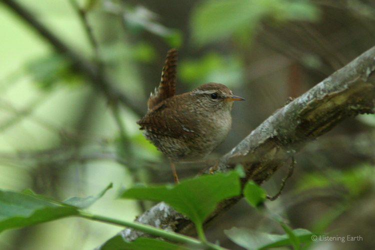 European Wren, its penetrating song carries through the forest