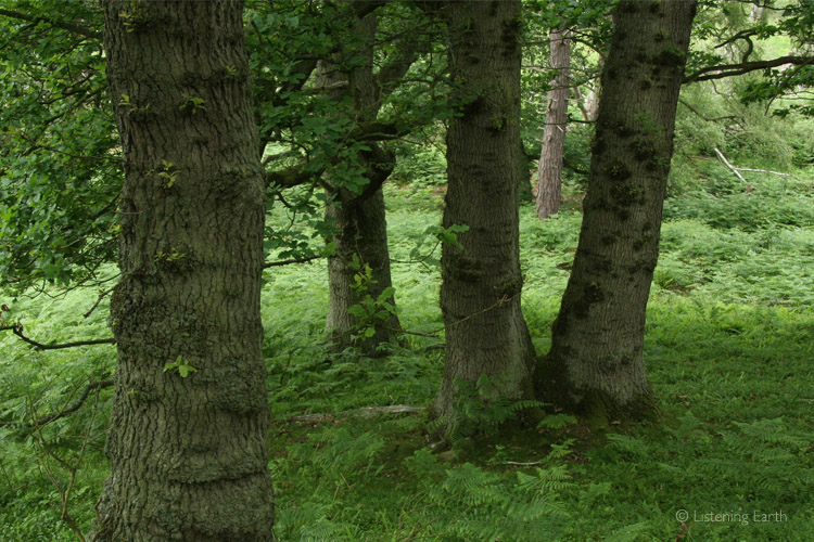 Small copse of oak trees