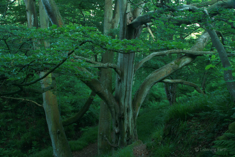 Mature Beech trees