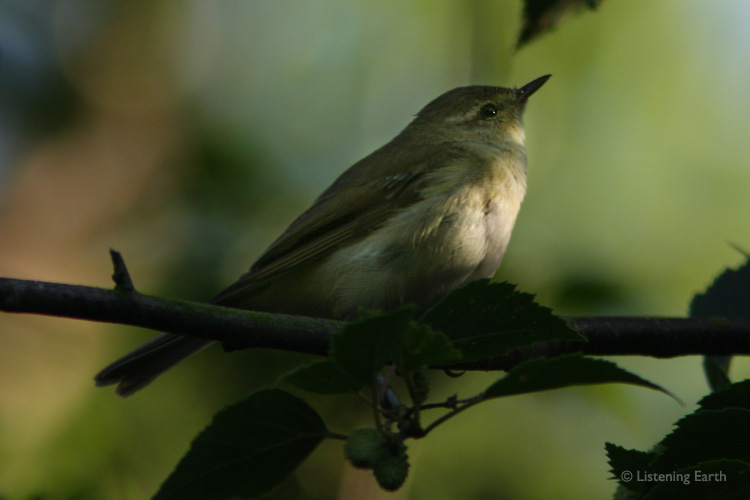 Tiny WIllow Warbler among the foliage