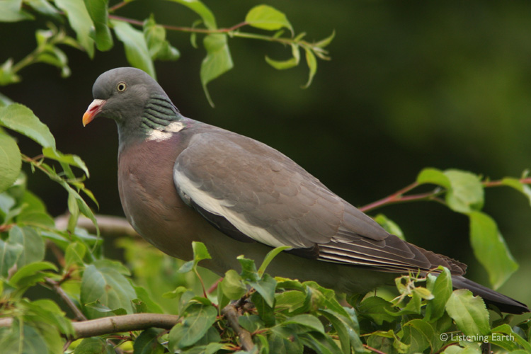 Wood Pigeons, their calls murmur over the landscape