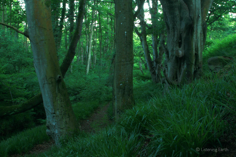 Ancient Beech woodland