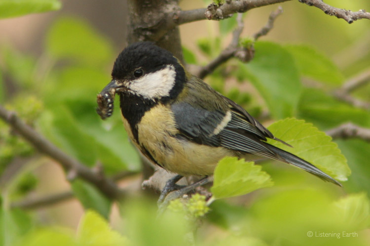 Great Tit feasting on summer insects