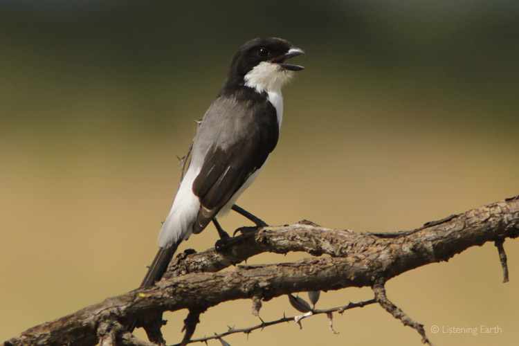 Long-tailed Fiscal, often seen perched scanning the grasslands