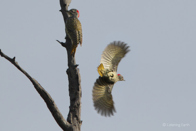 A pair of Nubian Woodpeckers take flight