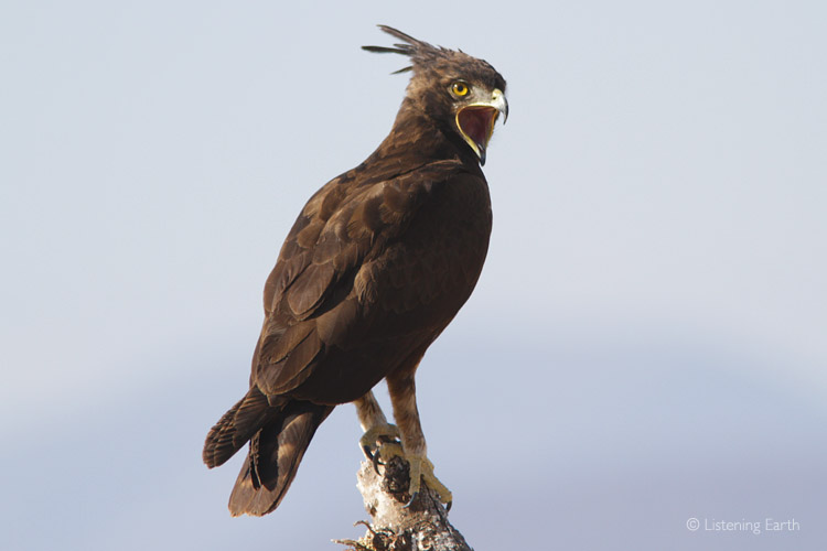 A Long-crested Eagle yawns while watching for movement in the long grasses