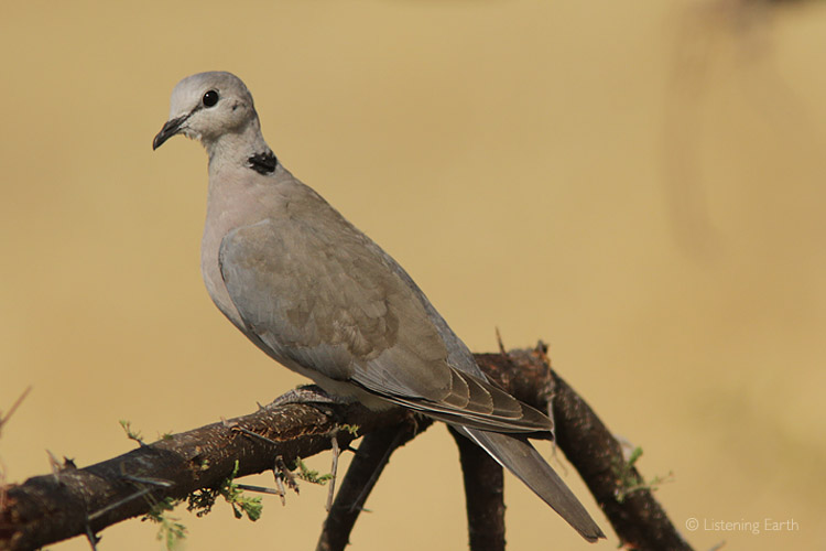 Ring-necked Dove, one of the commonest birds of the African bush