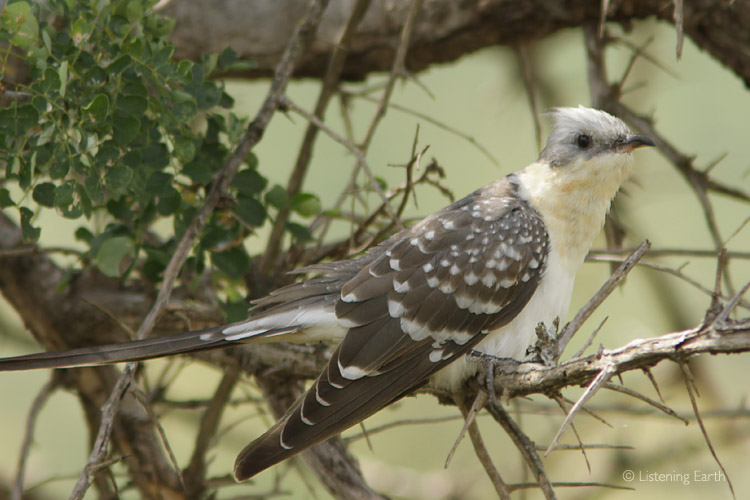 The Great Spotted Cuckoo migrates from the Mediterranean to winter in the tropics of East Africa