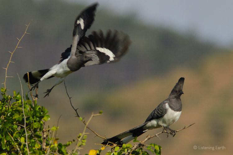 White-bellied Go-Away-Birds - <br>their cat-like growling calls are heard prominently on this recording