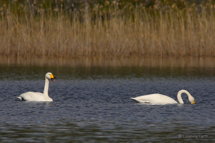Whooper Swans, their calls carry for miles in the still air