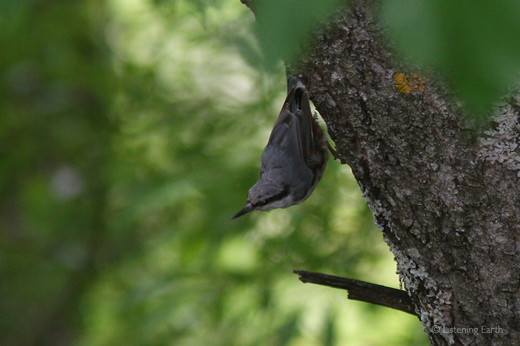 An ever-active Nuthatch about to fly to another tree