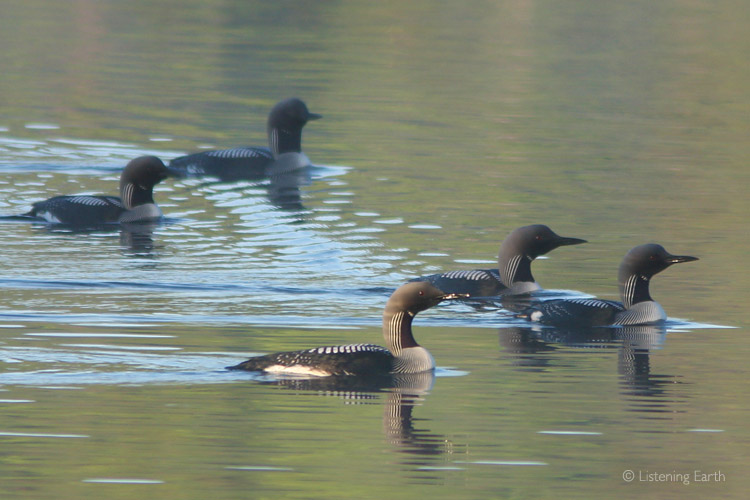 The calls of Black-throated Divers carry from out on the lake waters
