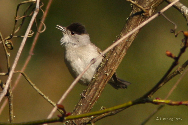One of the most beautiful songs of the northern spring - a Blackcap