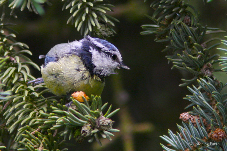 Blue Tits move in family groups thorugh the forest