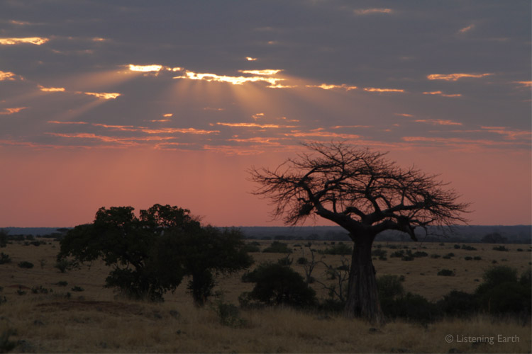 Dawn over the baobab trees and savannah of East Africa