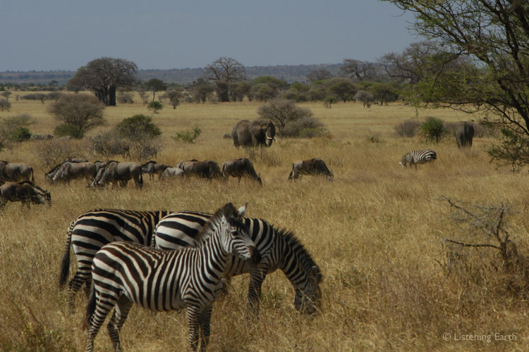 Herds on the open savannah. This is what you come to Africa to witness