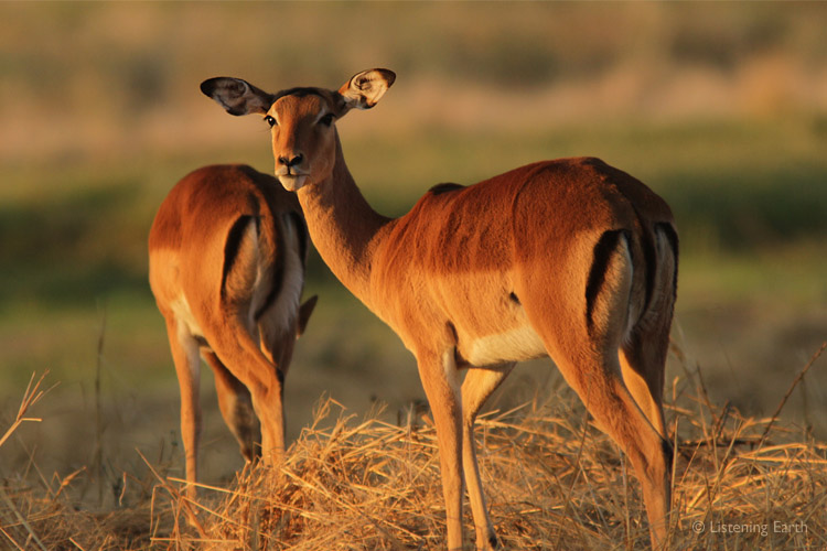 Female Impala in golden morning light