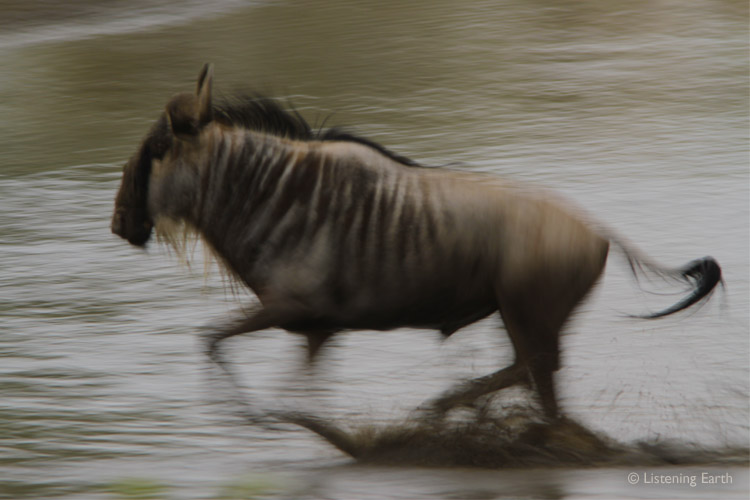 Male Wildebeest chases a rival at the waterhole