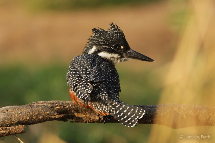 A Giant Kingfisher preens its handsome plumage