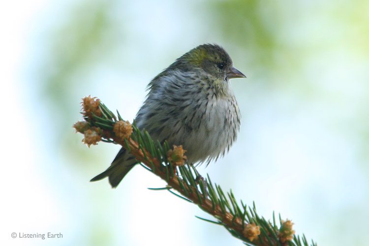 Tiny Siskin, fluffed up against the chill