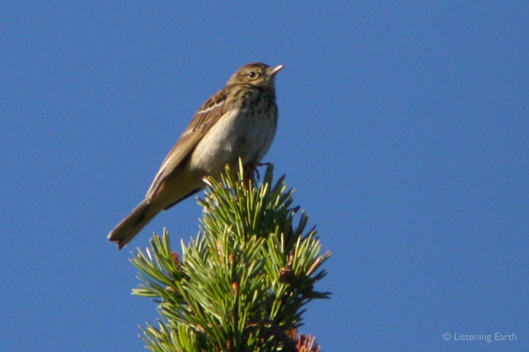The song of the Tree Pipit is also commonly heard - <br>repeated, brittle phrases given from a songperch