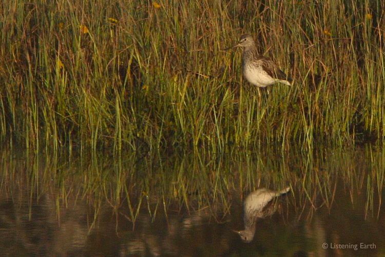 Greenshank in the reeds - its piping call is far-carrying