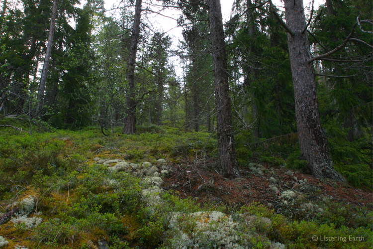 Coniferous forest and a carpet of moss