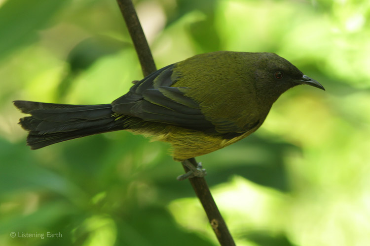 The silvery tones of the Bellbird are a highlight of the New Zealand dawn chorus