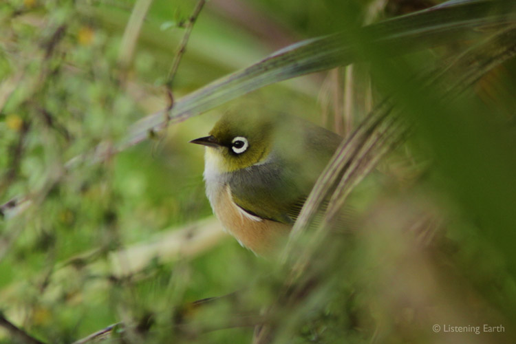 Silvereye, possibly a relatively recent coloniser species to NZ from Australia
