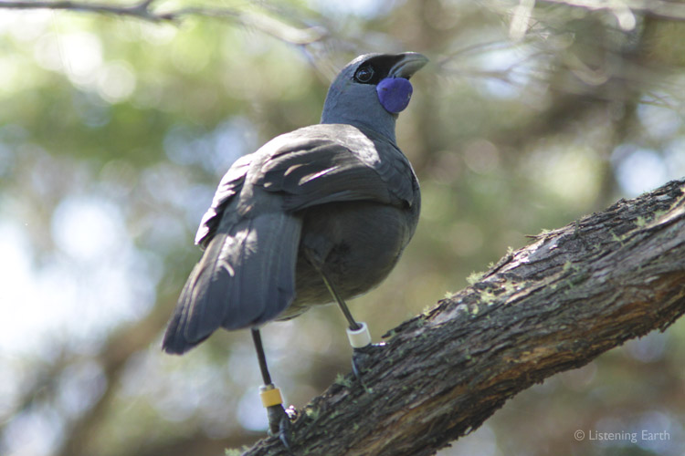 The Kokako - one of the rarest of New Zealand's endemic birds, <br>now the focus of intensive conservation efforts