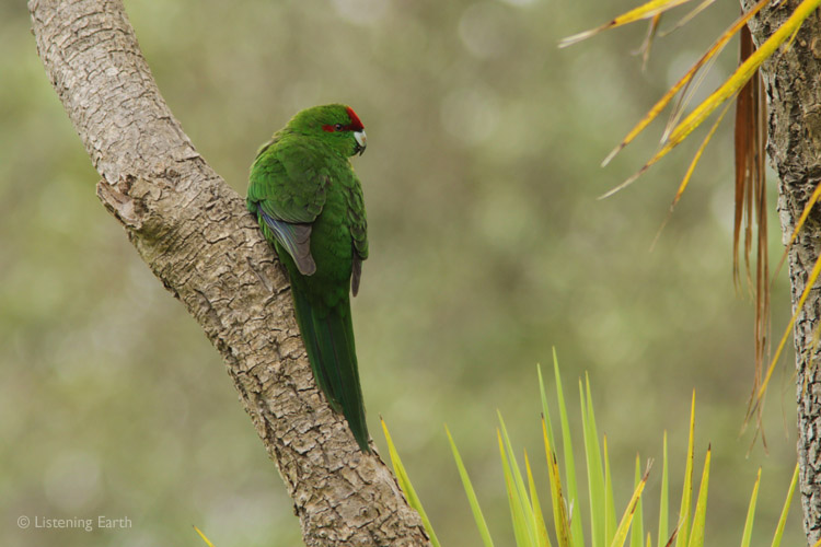 The Kakariki, or Red-crowned Parakeet
