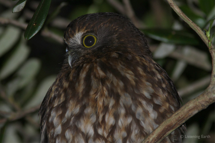 The Morepork, NZ's woodland owl