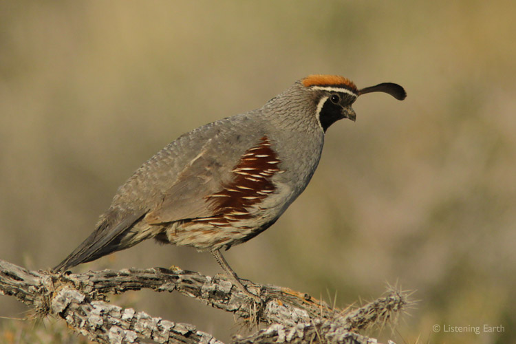 A male Gambel's Quail suns himself in the morning <br>These quail were numerous where we recorded and can be heard throughout the album