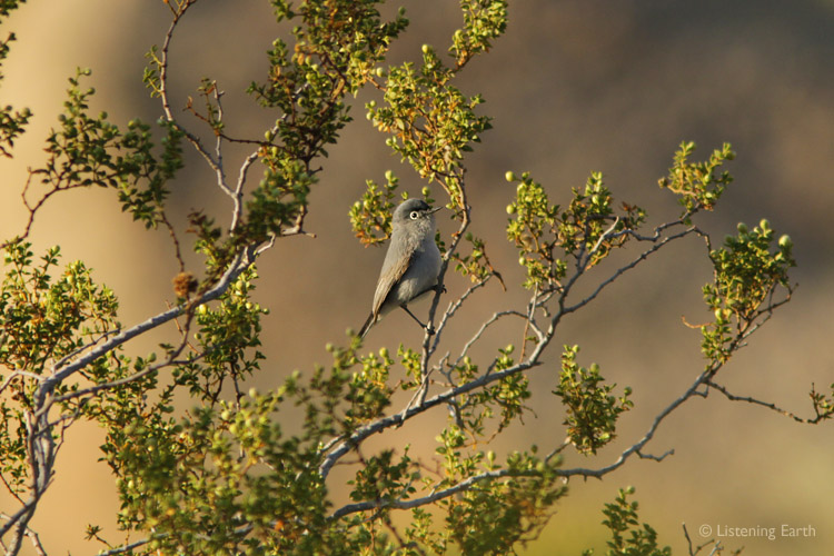 Keeping an eye on things - an ever-active Blue-gray Gnatcatcher
