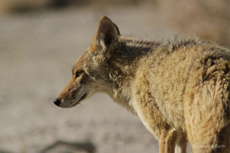 Coyotes are highly vocal, particularly at night, and more often heard than seen