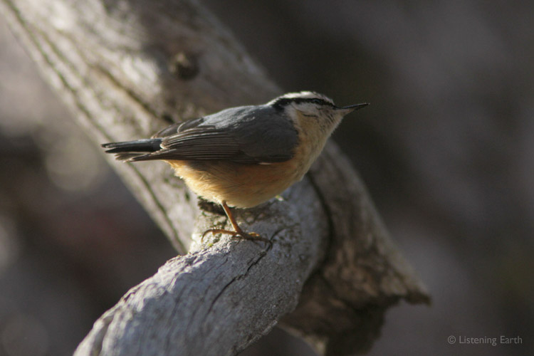 The voices of Red-breasted Nuthatches are one of the most constant sounds of the forest.