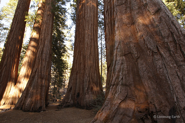Sequoias wear their wrinkles well