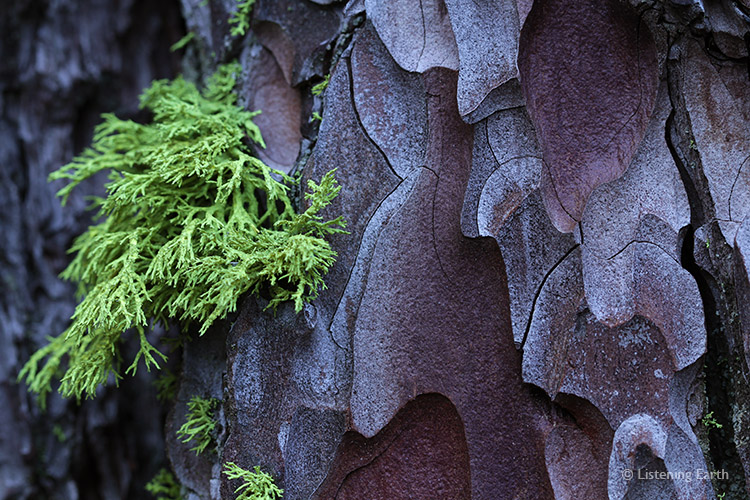 Ponderosa Pine: bark and lichen detail