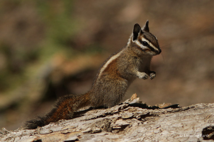 A feisty Lodgepole Chipmunk, very commonly seen scampering on the forest floor.