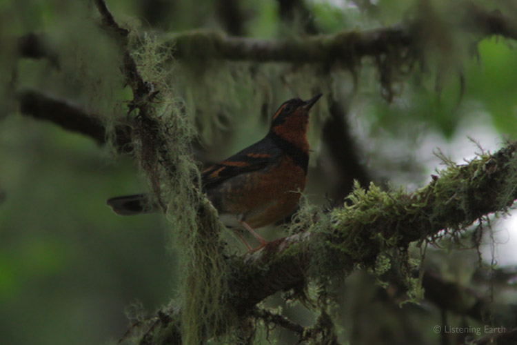 The ringing calls of Varied Thrushes are the first heard in the dawn (track 1)