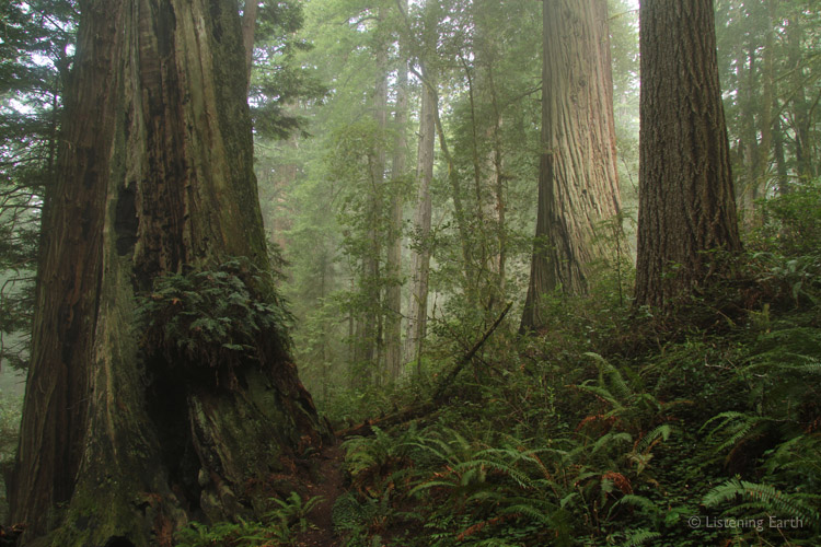 Old growth trees - the one in front has its trunk hollowed out by fire