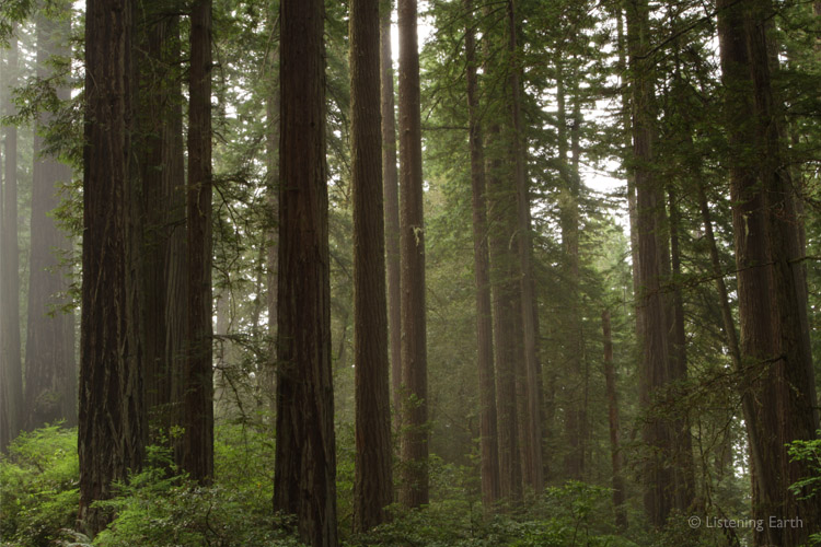 A grove of younger Redwoods