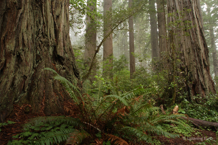 Redwood forests occur in several separate localities along the Californian coast
