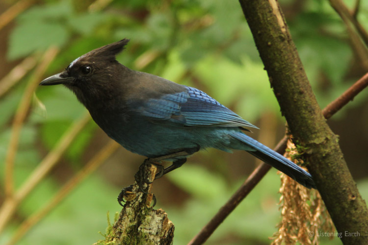 Stellar's Jays are common in Redwood forest, but not altogether welcome, <br>as they predate on smaller birds, including the rare Marbled Murreletts