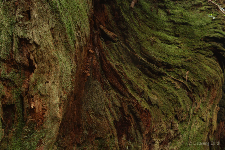 Like folded rock sediments, the bases of these huge trees <br>are distorted by the weight of the mass baring down on them
