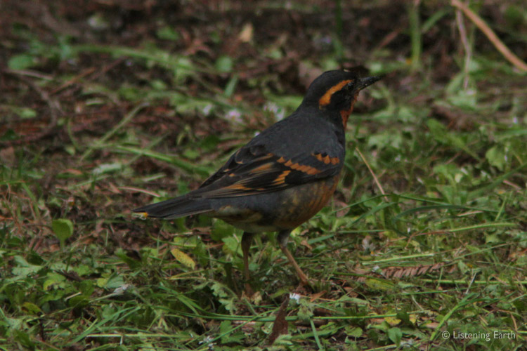 The Varied Thrush feeds mainly on the forest floor